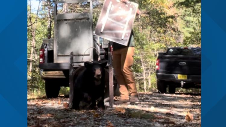  Bear cub released back into the wild months after being pulled from tree for selfies 