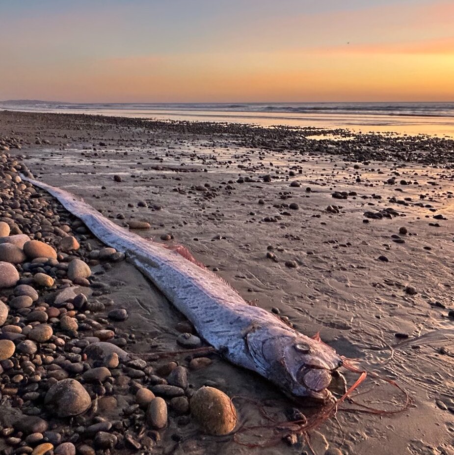  Rare ‘Doomsday Fish’ Found on California Beach by Woman Going for a Walk 