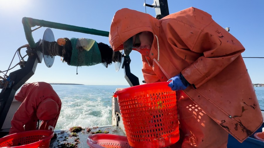  DEM: Climate change pushing some marine species out of Narragansett Bay 