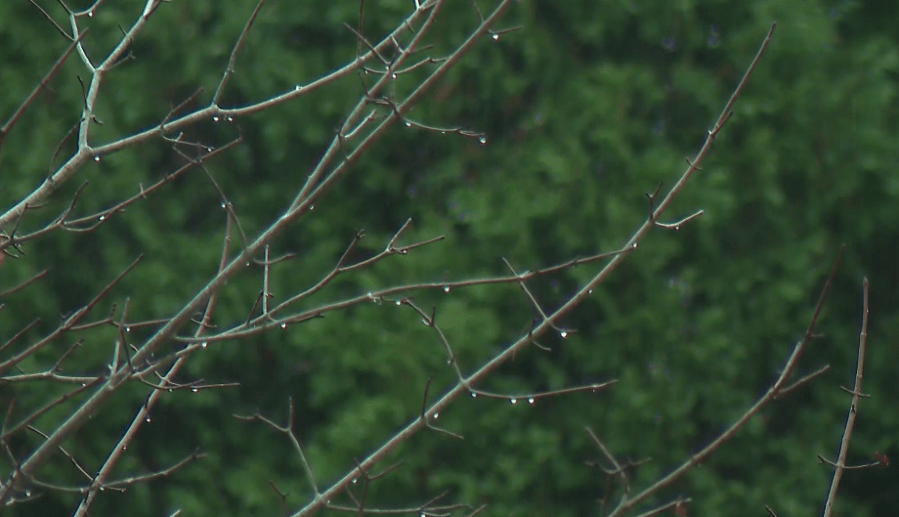  Rain brings temporary relief from brush fire risk 