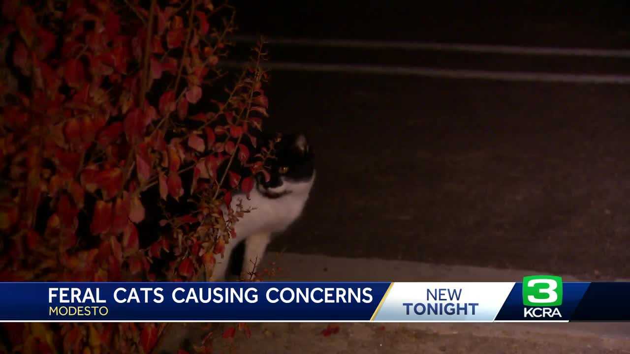  Feral cats causing major concerns across Modesto  