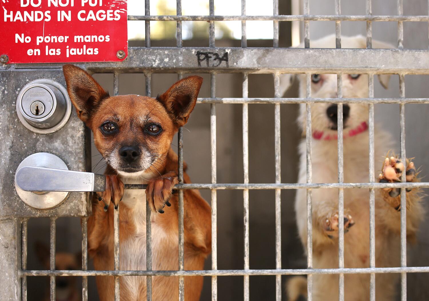  Mayor Bass said she'd save L.A.'s shelter animals. More dogs and cats are dying  