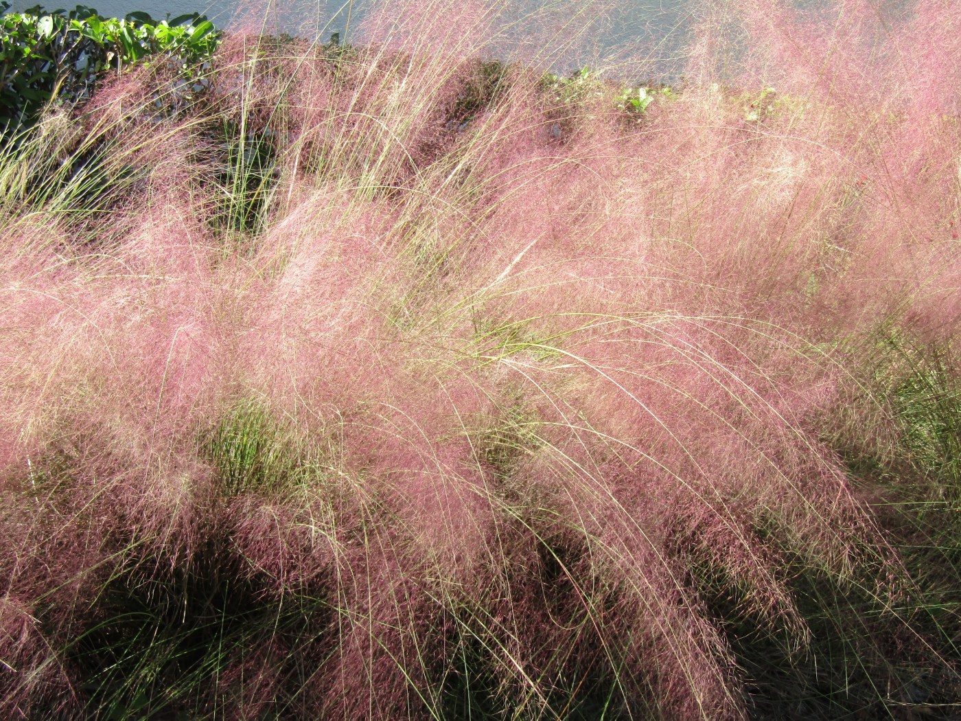  Plant Doctor: Help! My muhly grass plants have become a bit unmanageable 