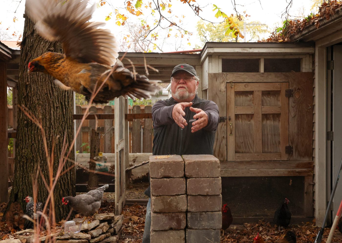  Why did the chicken with a broken wing cross a Chicago road? To be rescued, it turns out. 