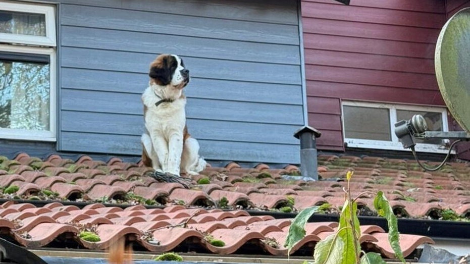  St. Bernard dog escapes from home, winds up trapped on 'icy, slippery roof' 