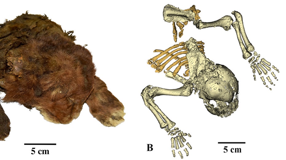  Scientists study ‘very rare’ frozen remains of 35,000-year-old saber-toothed cub 