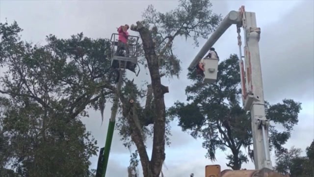  ‘They just came straight up at me’: Tree trimmer stung over 100 times by bees near Ocala, falls 30 feet to the ground 