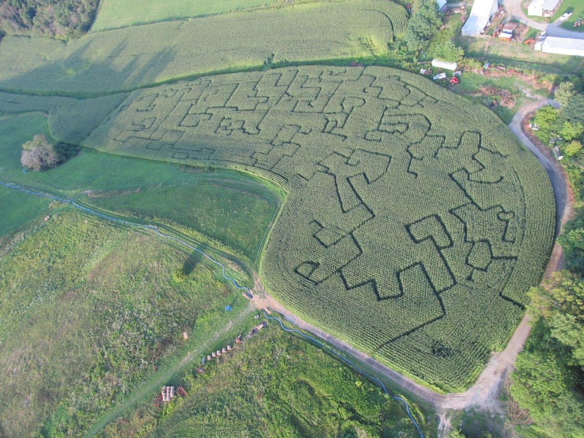  Jewett farm builds corn maze to raise money 