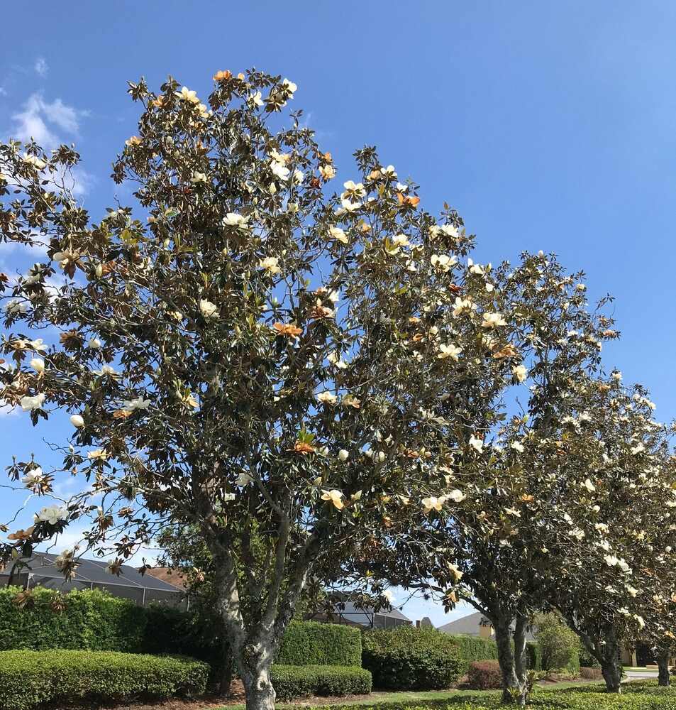   
																New Magnolias Planted Along Lakeshore Boulevard 
															 