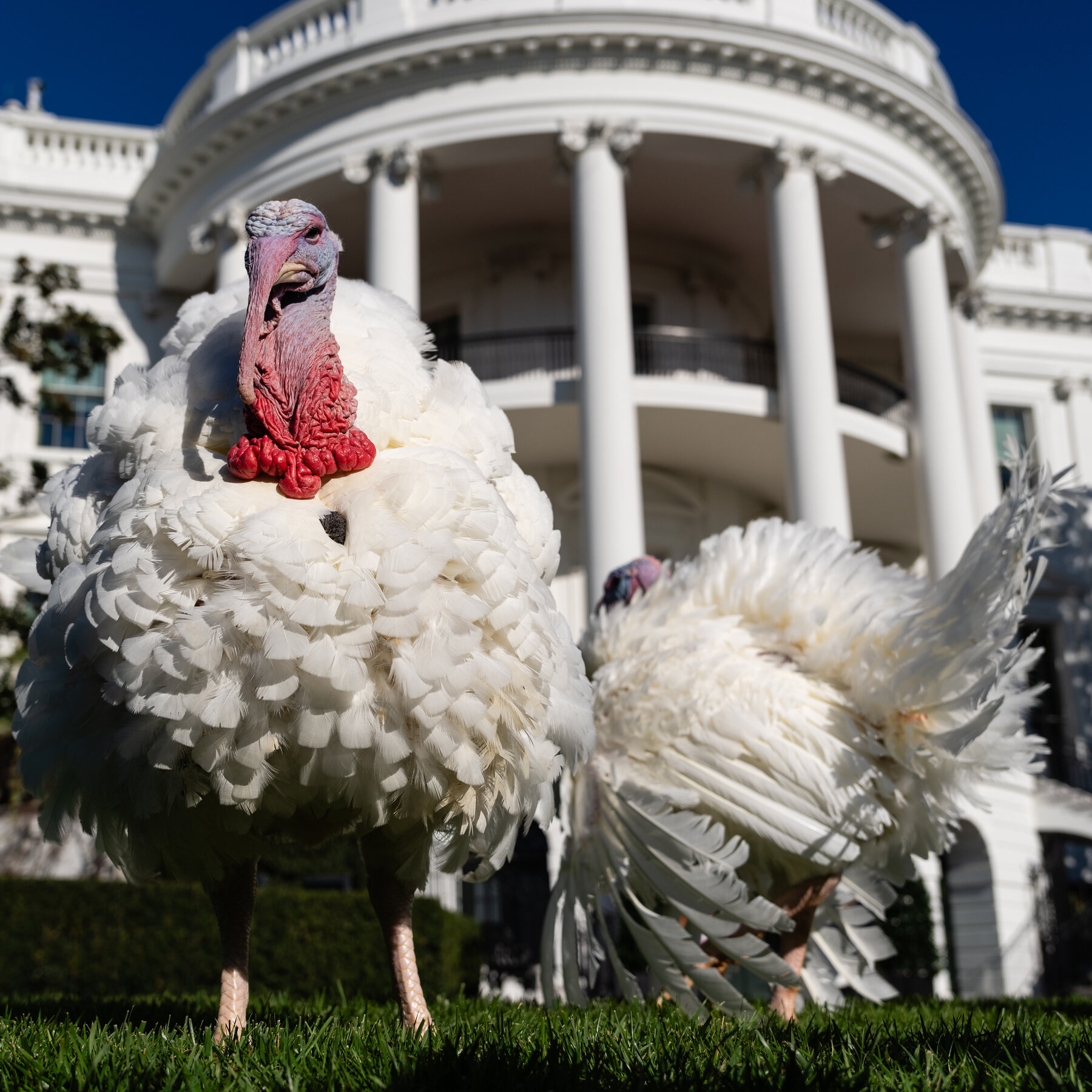  Biden Pardons Turkeys for the Last Time as President 