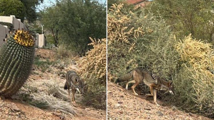  Arizona man attacked by coyote 