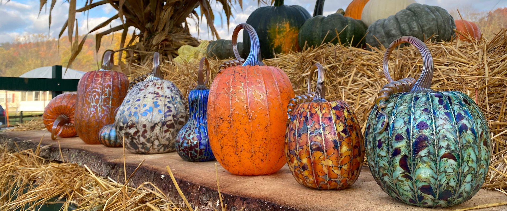  Ohio's Colorful Pumpkin Patch 