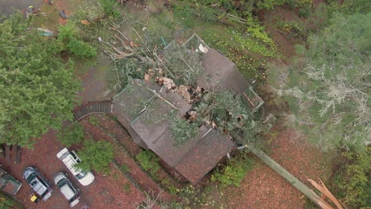  'We are holding each other tighter': Fallen tree splits Kingston family home in half 