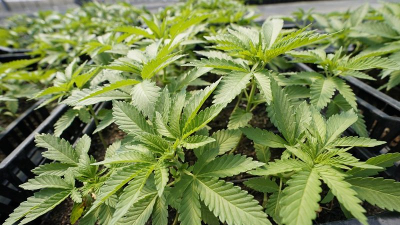  Cannabis recalled over contamination concerns 