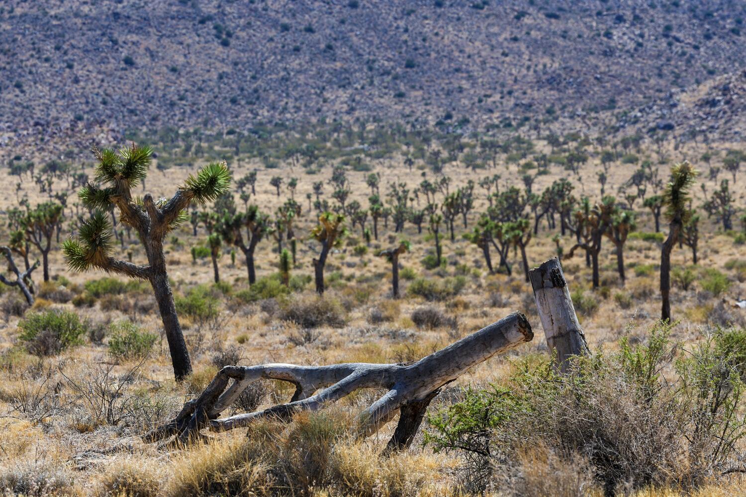  State releases new plan to protect Joshua trees 