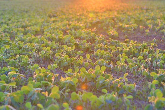  Double-crop soybean management – Ohio Ag Net 