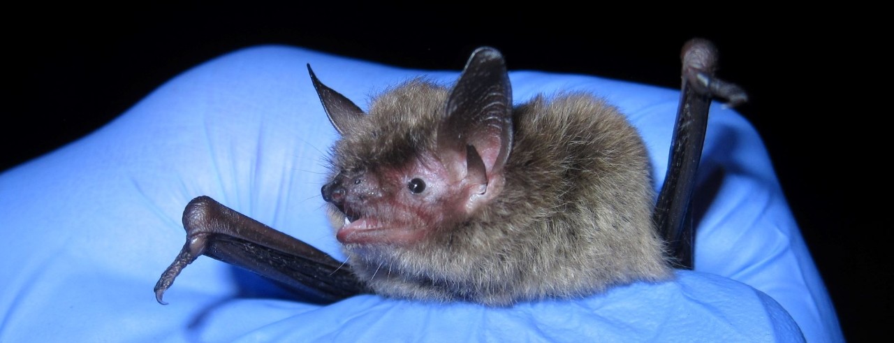  UC’s bat man hopes to rescue imperiled species 
