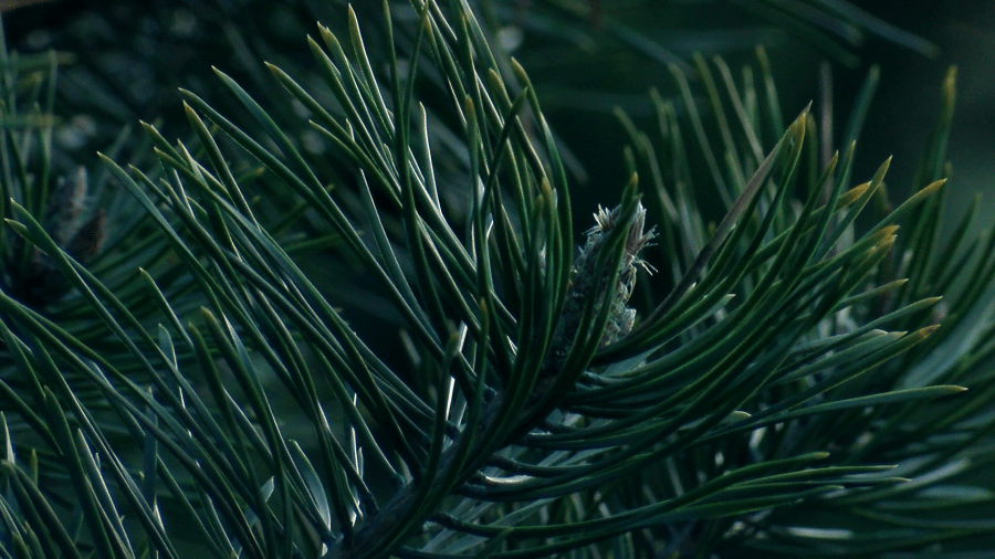   
																Drought caused Kansas Christmas tree farm to make changes for this year's crop 
															 