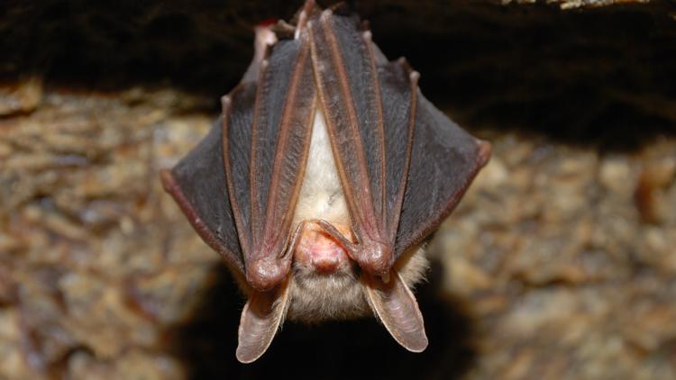  Polk deputies: Woman finds dead, rabid bat in bag of children's toys 