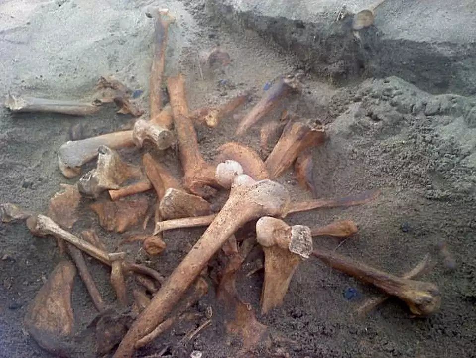  14-Year-Old Mystery of 4,000 Human Bones Found at Fort Mason May Be Finally Solved 