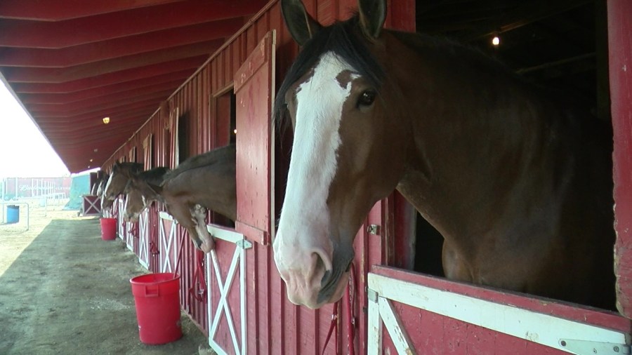  Budweiser Clydesdales to walk the streets of Bakersfield Thursday 