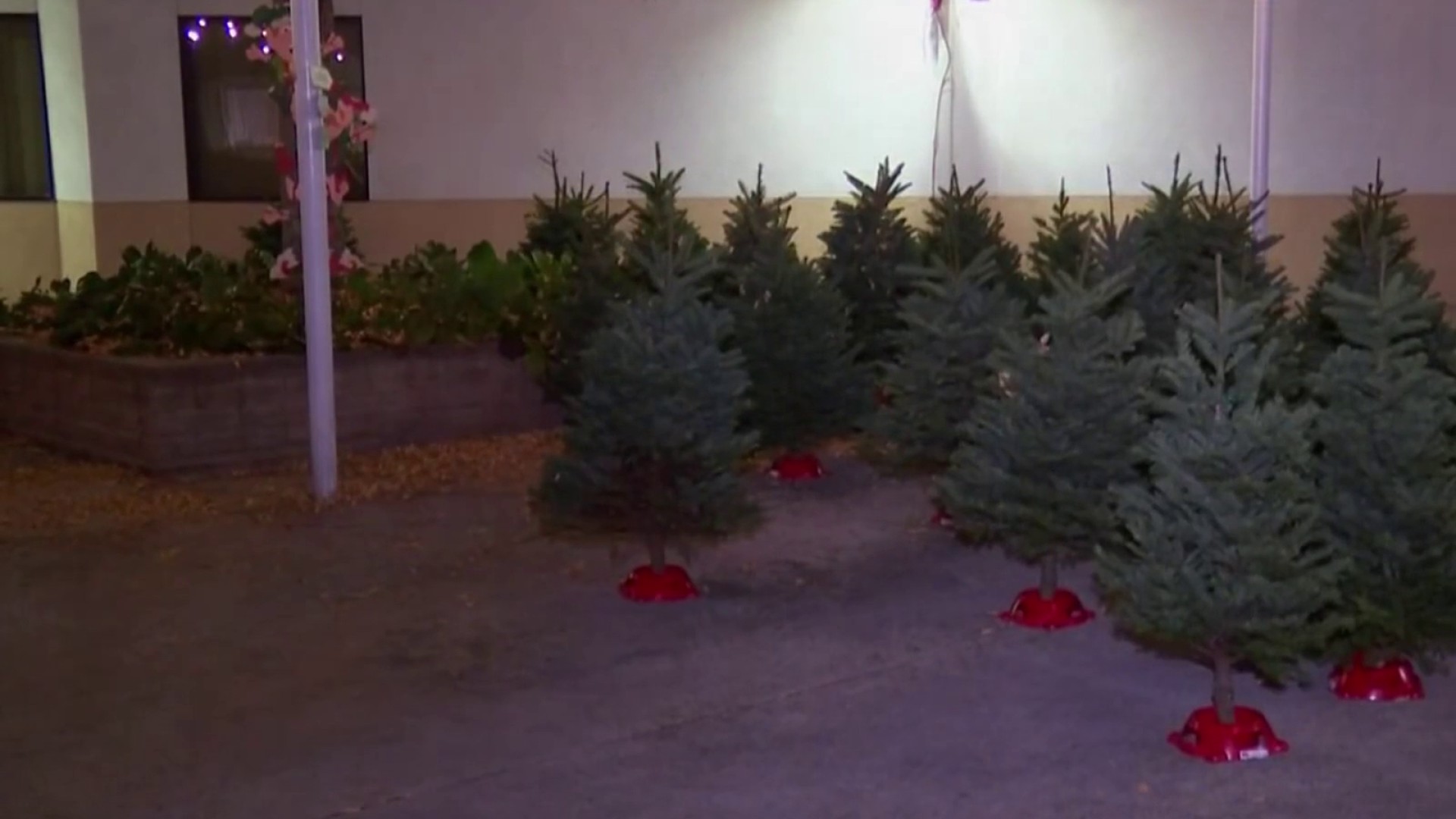  Bay Area organizations give Christmas Trees to South Bay families 