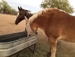  
      
        Rescuing Horses: Tucson Roadrunners raffle helps Jewels of the Desert
      
     