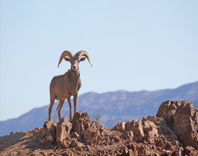  Bighorn sheep reintroduced to Franklin Mountains in major conservation effort 