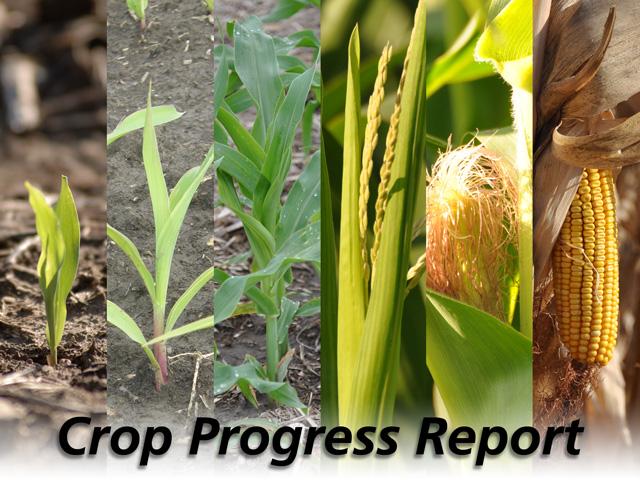  USDA Crop Progress Report: 7% of Corn, 4% of Soybeans Left to Harvest 