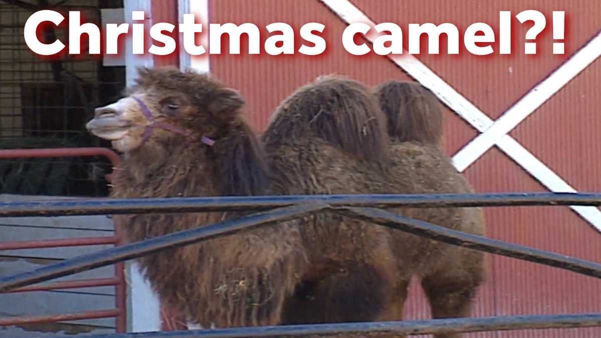  Could you put a bow on a camel? Humphrey was the quirkiest 1997 gift 