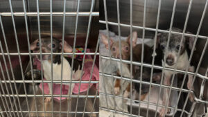  24 chihuahuas seized from a Renton home 