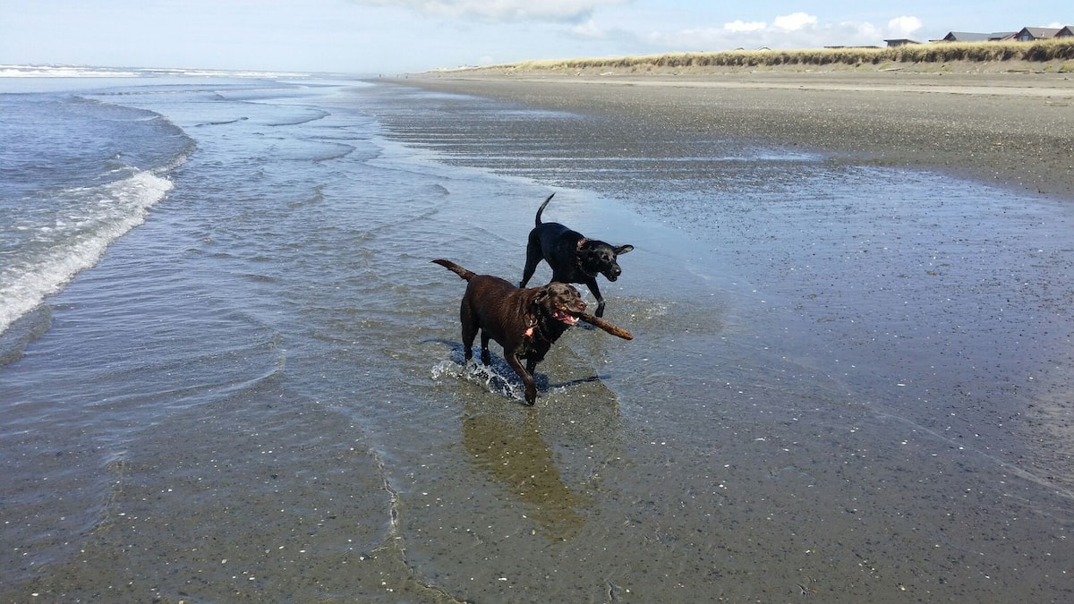  Dog-Friendly Places To Stay in Westport Washington With Airbnb 