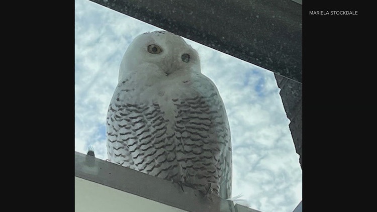  Rare snowy owl sighting thrills Bellevue community 