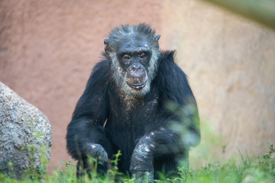  Gladys Porter Zoo introduces two new chimps 