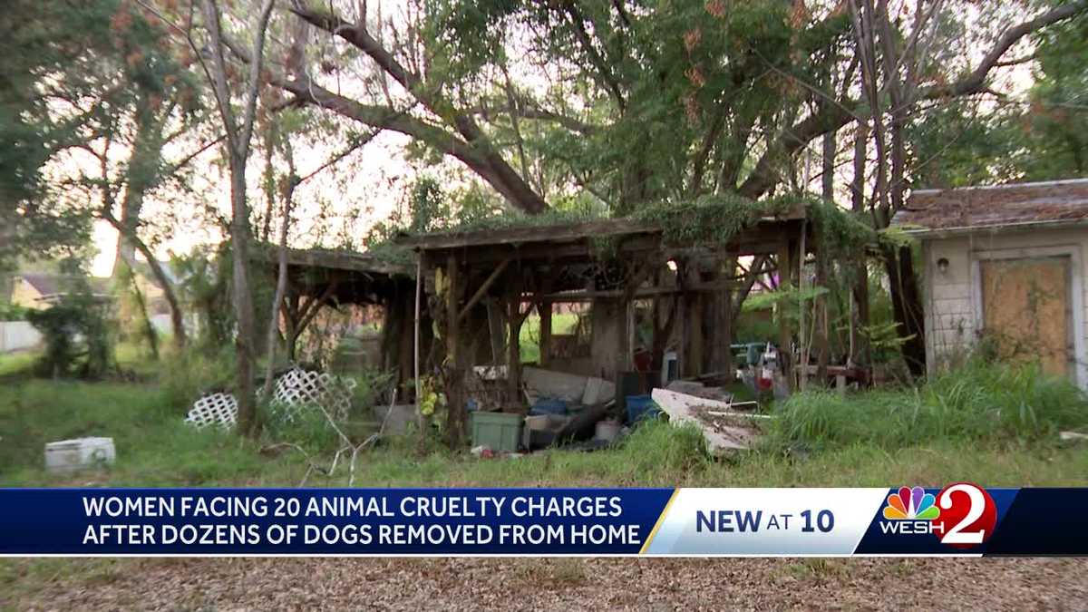  Woman arrested after officials remove 32 live dogs, 1 dead dog from 'deplorable' home in Ocoee 