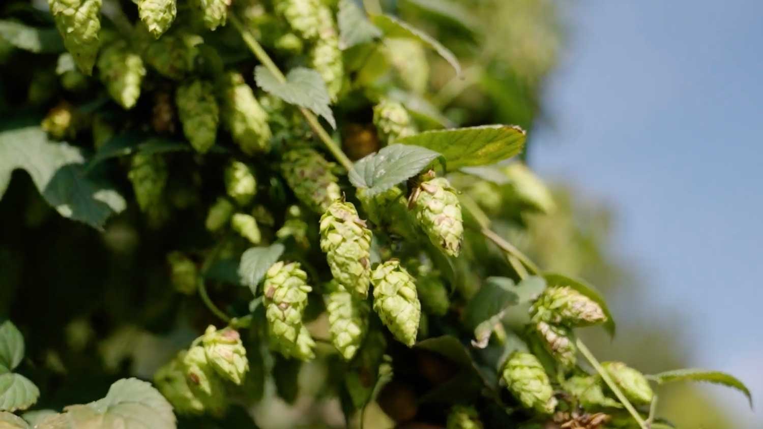  NC State Hops Breeding Research Receives NCDA&CS Backing 