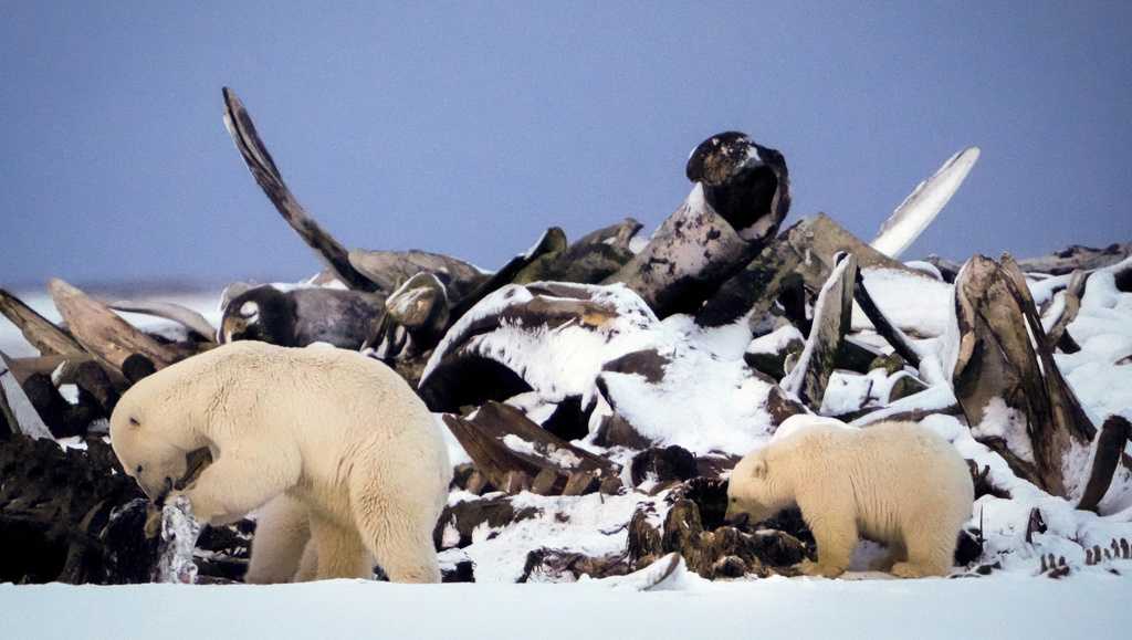  PHOTOS: AP photographers capture stunning scenes of nature and wildlife in 2024 