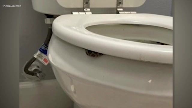  Texas woman shocked to find snake under toilet seat; experts say such nasty surprises are rare 