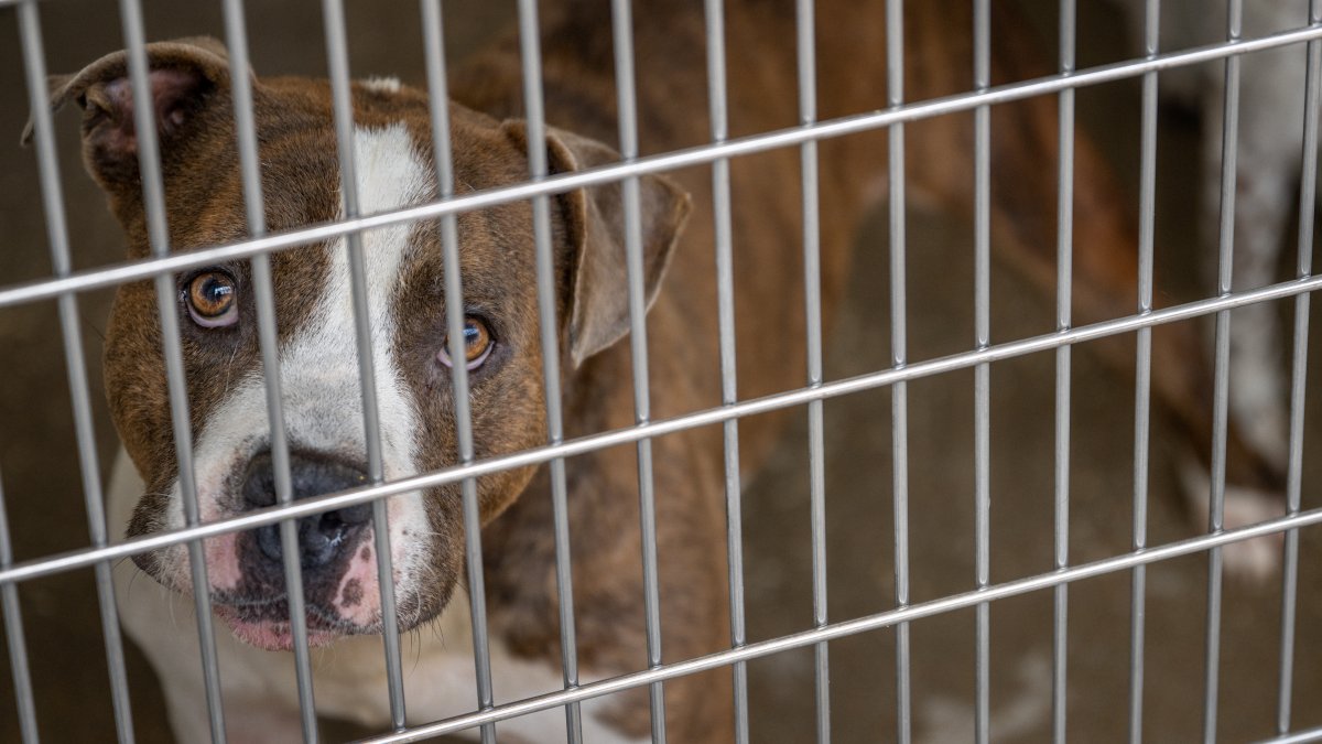  Dozens of animals dumped outside NW Indiana shelter each week: staff 