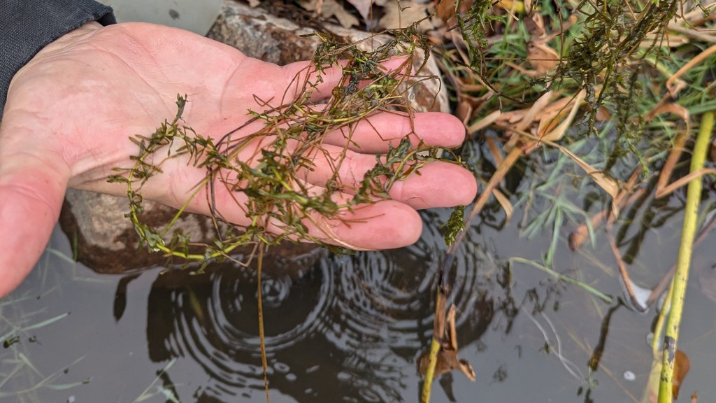  ‘Bad for everything:’ Invasive aquatic plant hydrilla discovered in DuPage County 