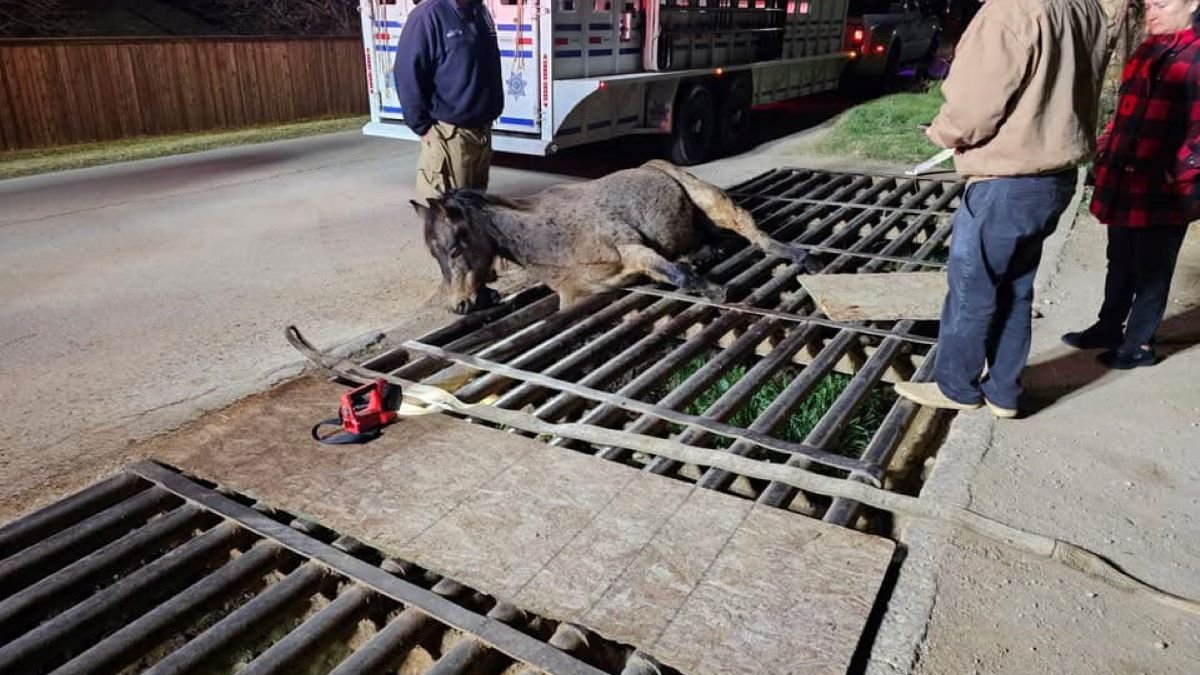  Tarrant County law enforcement rescue horse stuck in cattle guard for hours 