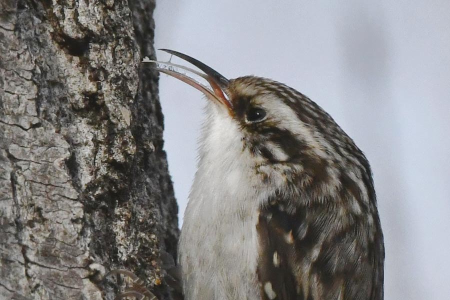   
																Brown creepers raid spider nests for food 
															 