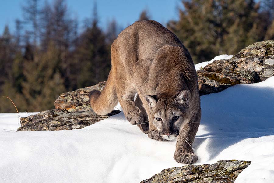  Idaho Fish and Game euthanizes mountain lion in central Idaho after it killed pet cat 