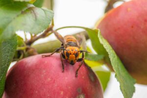  Invasive ‘murder hornets’ found in WA have been eradicated 