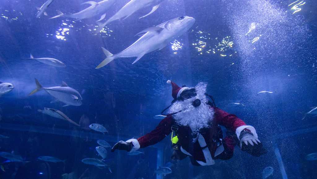  Santa Claus joins sharks for a holiday swim 