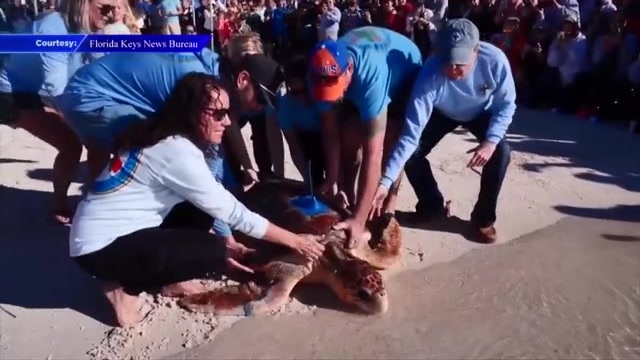  Sea turtle released to the Atlantic after months of treatment at Turtle Hospital 