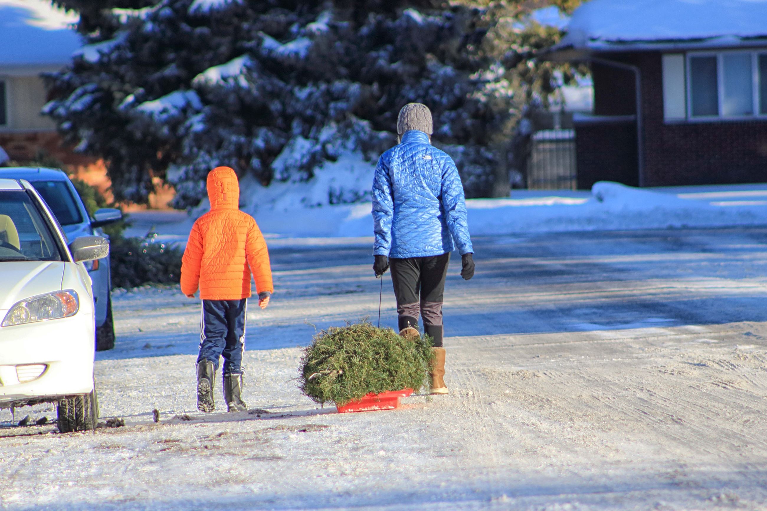   
																Christmas tree disposal sites in Idaho Falls 
															 