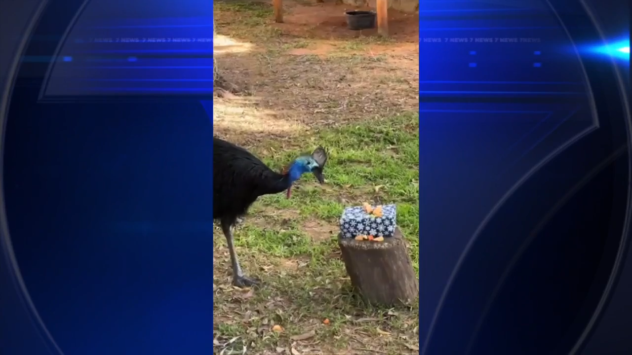  Zoo Miami’s flightless bird unwraps Christmas gift 