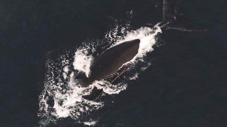  Third entangled endangered whale spotted in span of a week off East Coast 