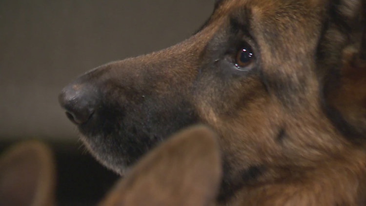  Adopt wisely: Western Washington rescue warns of post-holiday pet returns 